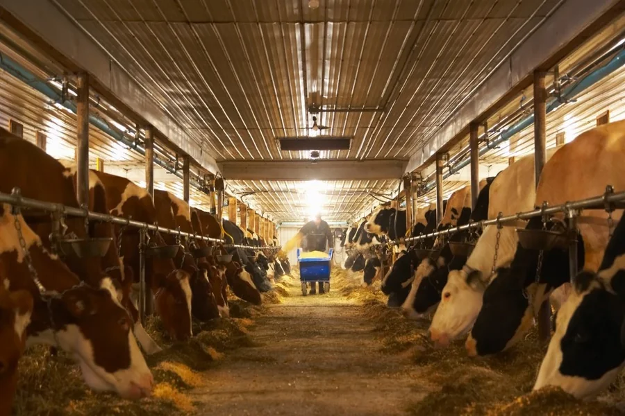 Innovative Dairy Barn Solutions for Better Herd Health Dairy Barn
