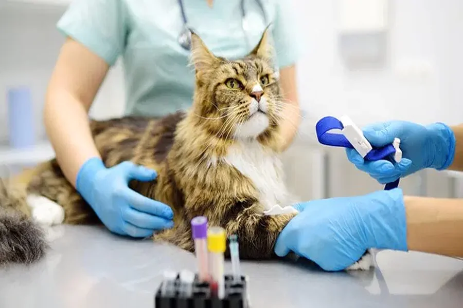 How Veterinary Hospitals Support Chronic Illness Management Veterinary Hospitals