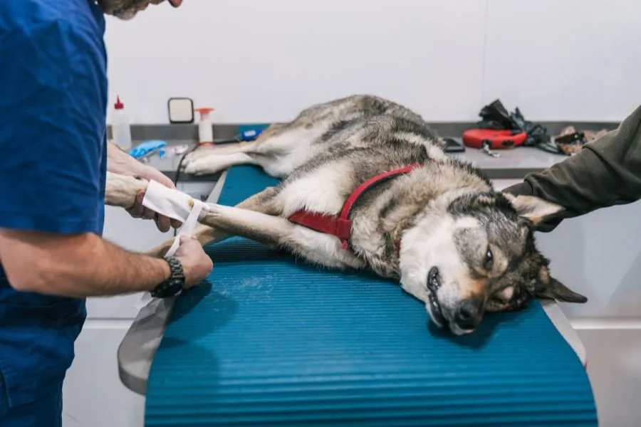 How Animal Clinics Support Pets During Post Surgery Recovery Animal Clinics