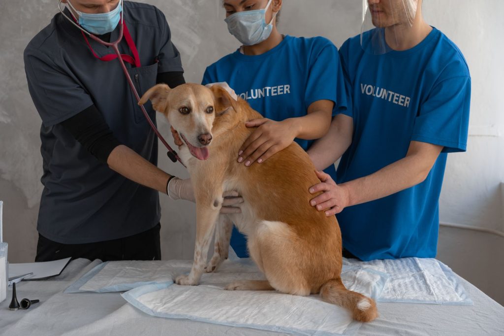 How Vets Help Owners Manage Chronic Pet Conditions With Less Stress