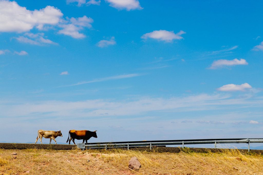 4 Ways Animal Hospitals Improve Emergency Outcomes When Every Minute Counts