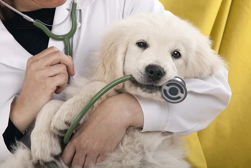 How Animal Hospitals Partner With Specialists For Complex Cases