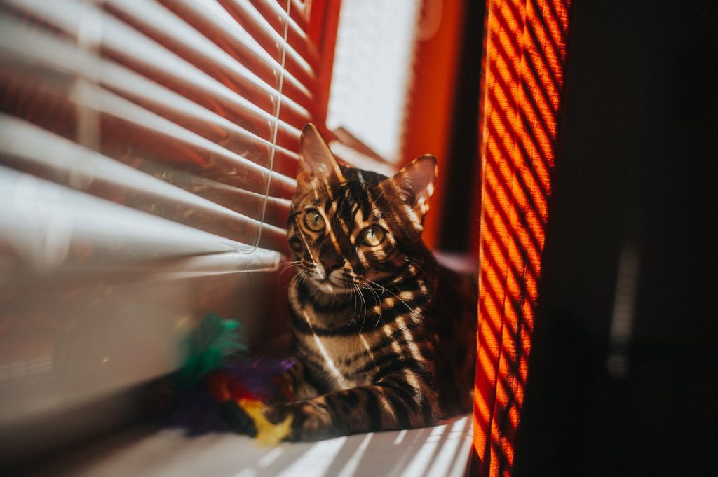 Pre-visit stress builds fast for pets and owners