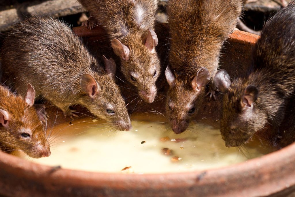 Crawlspace Rodent Cleanup In Santa Rosa, Ca: What Homeowners Should Know